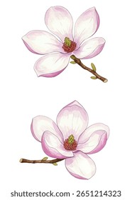 Stunning magnolia flowers on delicate branches. Soft pink petals exude elegance and charm, perfect for floral designs, prints, and home decor. A graceful botanical illustration full of beauty.