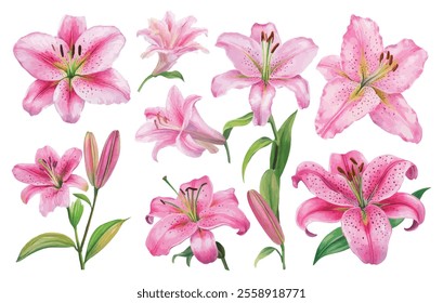 A stunning set of pink lily illustrations featuring blossoms, buds, and leaves. Perfect for floral designs and nature-inspired projects.
