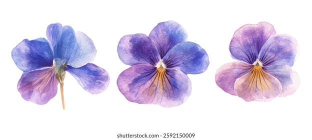 A stunning watercolor illustration featuring three detailed purple and blue pansy flowers with delicate petals on a white background. Perfect for prints, stationery, and decorative designs