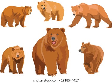 stunning wild bear vector illustration set