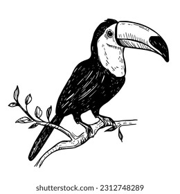 Ein atemberaubend lebendiger, handgezeichneter Toucan, der auf einem Ast mit aufwändigen Details und durchdringenden Augen herumragt