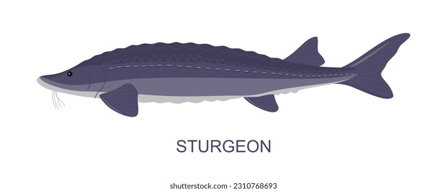 Sturgeon Fish or Acipenser Isolated on white background. Design for packaging, decoration, educational, graphics etc. Sturgeon fish in flat cartoon vector illustration