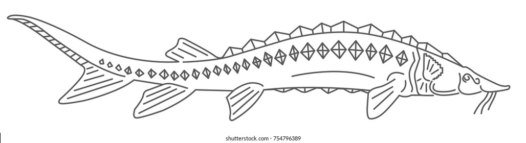 sturgeon fish art illustration