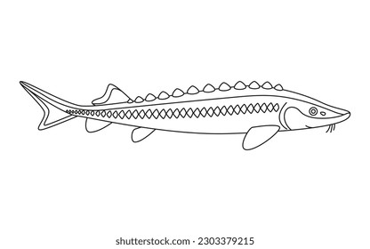 Sturgeon fish art line, seafood and underwater animal. Aquatic delicacy, gourmet. Fishery sturgeon. Coloring for children. Vector illustration isolated on white background