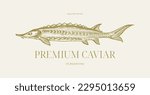 Sturgeon fish or beluga caviar fish vintage classic style drawing for logo design, illustration, packaging design or else.