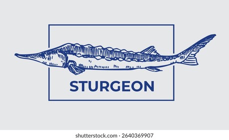 Sturgeon fish, beluga, vector realistic hand drawn sketch, monochrome illustration, black outline on transparent background