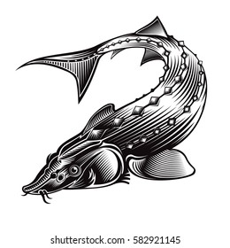 Sturgeon fish bend silhouette in engraving style. Logo for fishing, caviar label, menu and other business