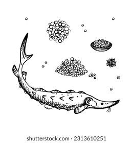 Sturgeon fish black caviar doodle  hand drawn vector illustration isolated on white background. Black and white line art design element.Set with fish and a handful of caviar for menu, label, print