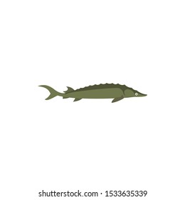 Sturgeon fish cartoon vector on a white background