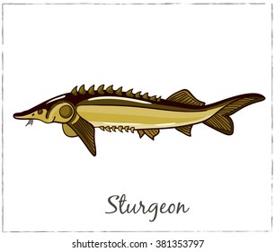 Sturgeon. Fish collection. Vector illustration of fish for design menus, recipes and packages product.
