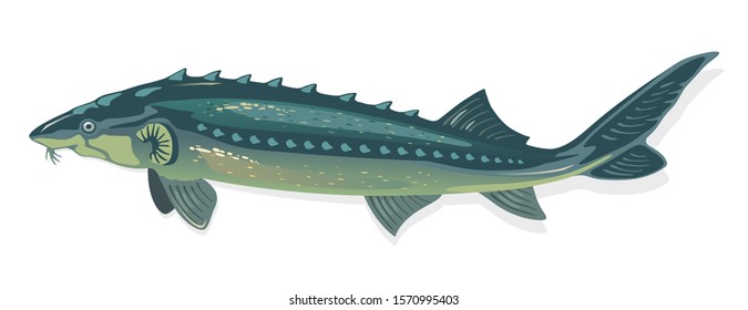 Sturgeon is fish with elongated, spindle-like body that is smooth-skinned, scaleless. Source of caviar, flesh, using for conservation. Vector cartoon illustration isolated on white background.