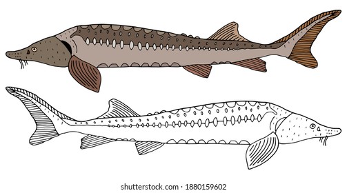 Sturgeon fish hand drawn, set. Beautiful fish in color and black and white. Vector illustration.