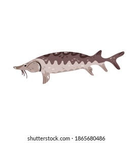 Pescado de esturión aislado en ilustración vectorial blanca. El océano, elemento de diseño de la fauna del río. Fuente omega al estilo de las caricaturas.