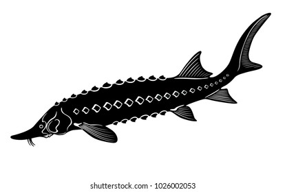 sturgeon fish on white background