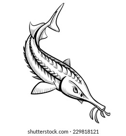 sturgeon fish outline sketch vector illustration