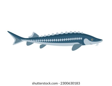 Sturgeon fish, seafood and underwater animal. Aquatic delicacy, gourmet. Fishery. Vector illustration isolated on white background