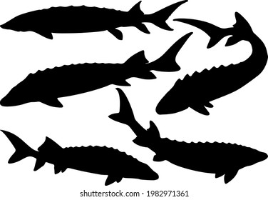 Sturgeon fish in the set. Vector image.