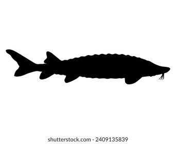 Sturgeon fish silhouette vector art white background