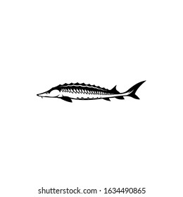 sturgeon fish silhouette. vector illustration of sturgeon fish