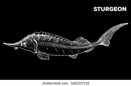 Sturgeon fish sketch. Hand drawn vector illustration. Seafood design element for packaging. Engraved style illustration. Can used for packaging design. Sturgeon fish label.