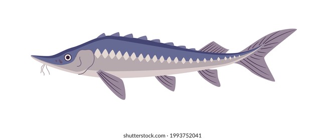 Sturgeon fish underwater wildlife on white background