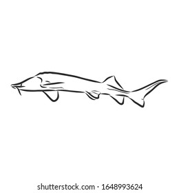 esturión de peces, dibujo vectorial 