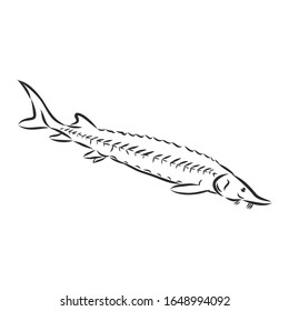 sturgeon fish, vector sketch illustration 