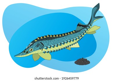 Sturgeon fish in the water. Black caviar. Vector illustration.