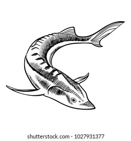 Sturgeon hand drawn seafood black and white illustration. Vector illustratin can be used for creating logo, emblem, prints, menu, web and other crafts