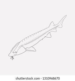 Sturgeon icon line element. Vector illustration of sturgeon icon line isolated on clean background for your web mobile app logo design.