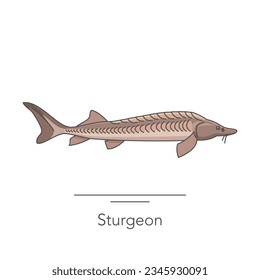 Sturgeon icon. Outline colorful icon of sturgeon fish on white. Vector illustration