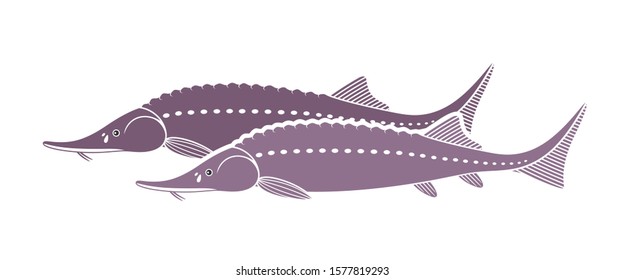 Sturgeon logo. Isolated sturgeon on white background