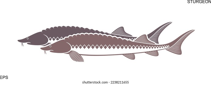 Sturgeon logo. Isolated sturgeon on white background