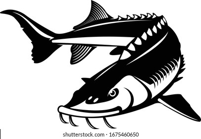 Sturgeon Logo. a Unique Sturgeon Fish vector for logo template. 