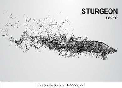 Sturgeon of the particles. Sturgeon consists of circles and dots. Sturgeon falls apart into molecules.