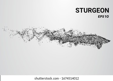 Sturgeon of the particles. Sturgeon consists of circles and dots. Sturgeon falls apart into molecules.