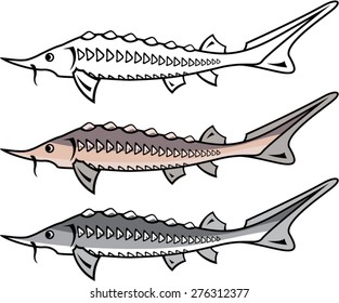 Sturgeon rare fish vector 