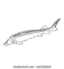 sturgeon, rare white fish, vector sketch illustration