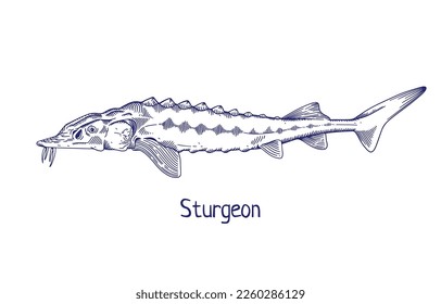 Sturgeon, dibujo vintage. Pescado marino marino con contorneado delineado, especie animal oceánica dibujada al estilo retro. ilustración vectorial detallada grabada a mano aislada en fondo blanco