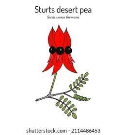 Sturts desert pea (Swainsona formosa), ornamental plant. Hand drawn botanical vector illustration