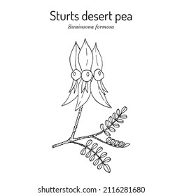 Sturts desert pea (Swainsona formosa), ornamental plant. Hand drawn botanical vector illustration