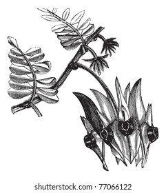 Sturt's Desert Pea or Swainsona formosa, vintage engraving. Old engraved illustration of Swainsona formosa showing leaf-like flowers with bulbous center. Trousset Encyclopedia
