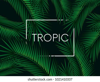 Stylish background with palm leaves. Beautiful concept design of a tropical poster, banner, cover or postcard. Vector illustration. Eps 10. Summer.
