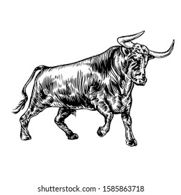 Stylish engraving bull with horns proudly goes vector