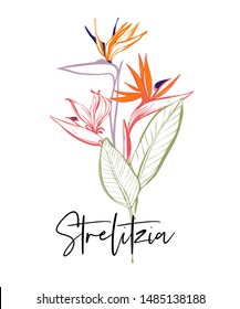 Stylish greeting card with strelitzia word calligraphy, phrase and tropical flowers. Outline floral illustrations. Tropical collection. Sketch in watercolor style. Hand drawn line on white background