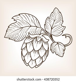 Stylish Hop Branch Hand Drawn Vector Illustration