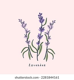 Stylish illustration with lavender flowers. Vector print, design, postcard 
