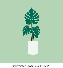 Stylish Monstera Plant in a White Pot against a Sage Green Background