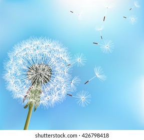 Stylish nature blue background with flower dandelion blowing seeds. Trendy floral summer or spring wallpaper. Vector illustration