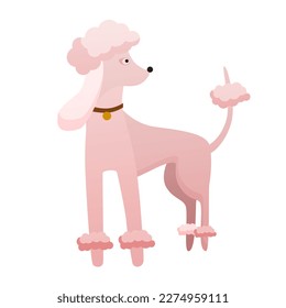 Stylish poodle dog. Domestic loyal pet, family puppy friend vector cartoon illustration